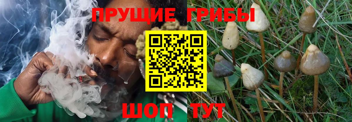 Галлюциногенные грибы Magic Shrooms Таганрог